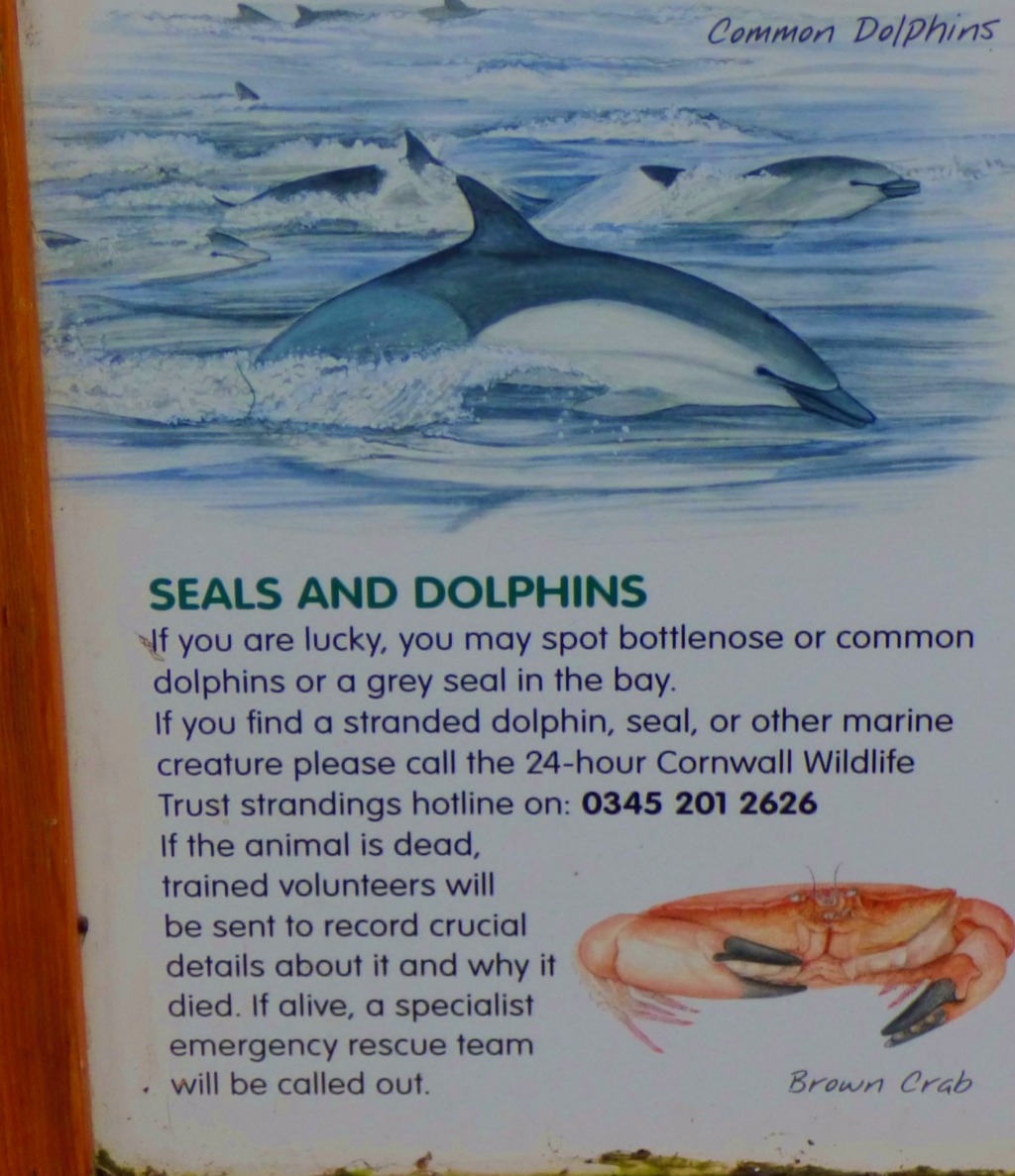 Seals and Dolphin