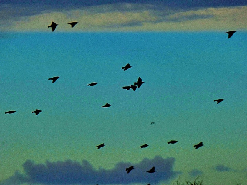 Birds on the wing