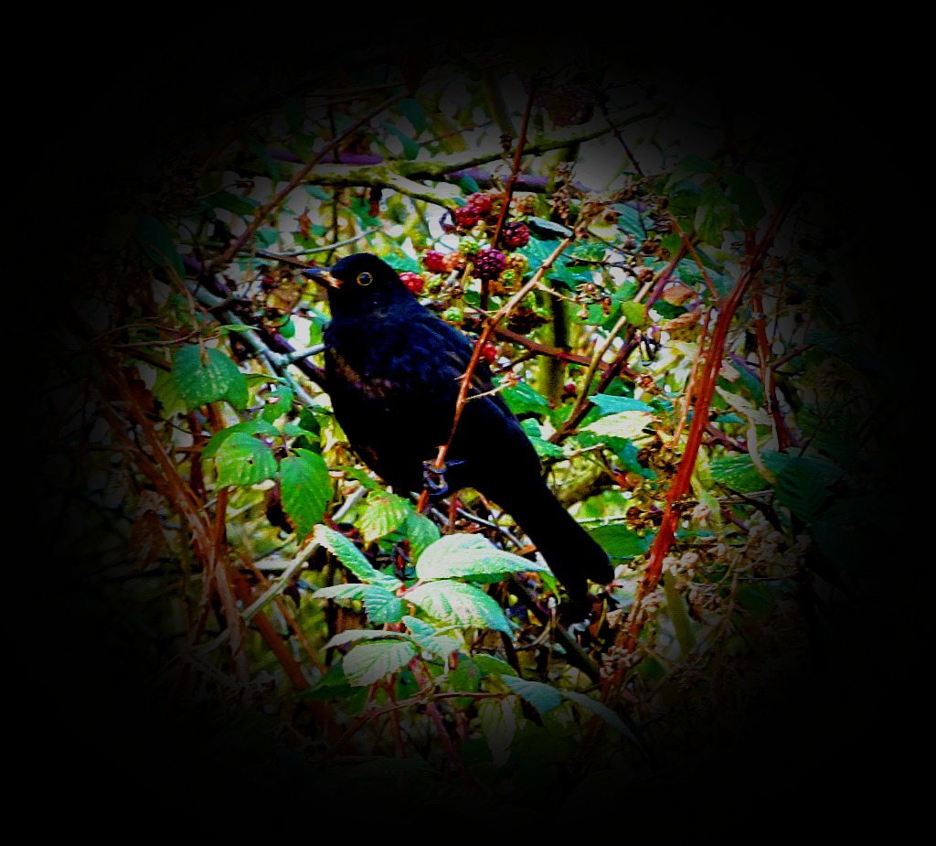 Blackbird