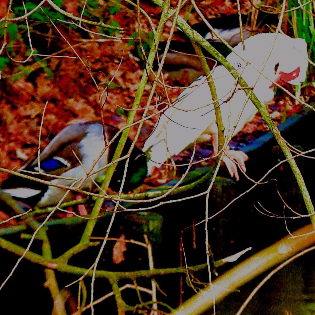 Cm and mallard drakes 3