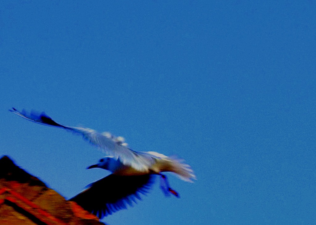 Flying gull