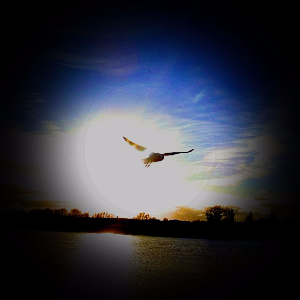 Gull and westering sun