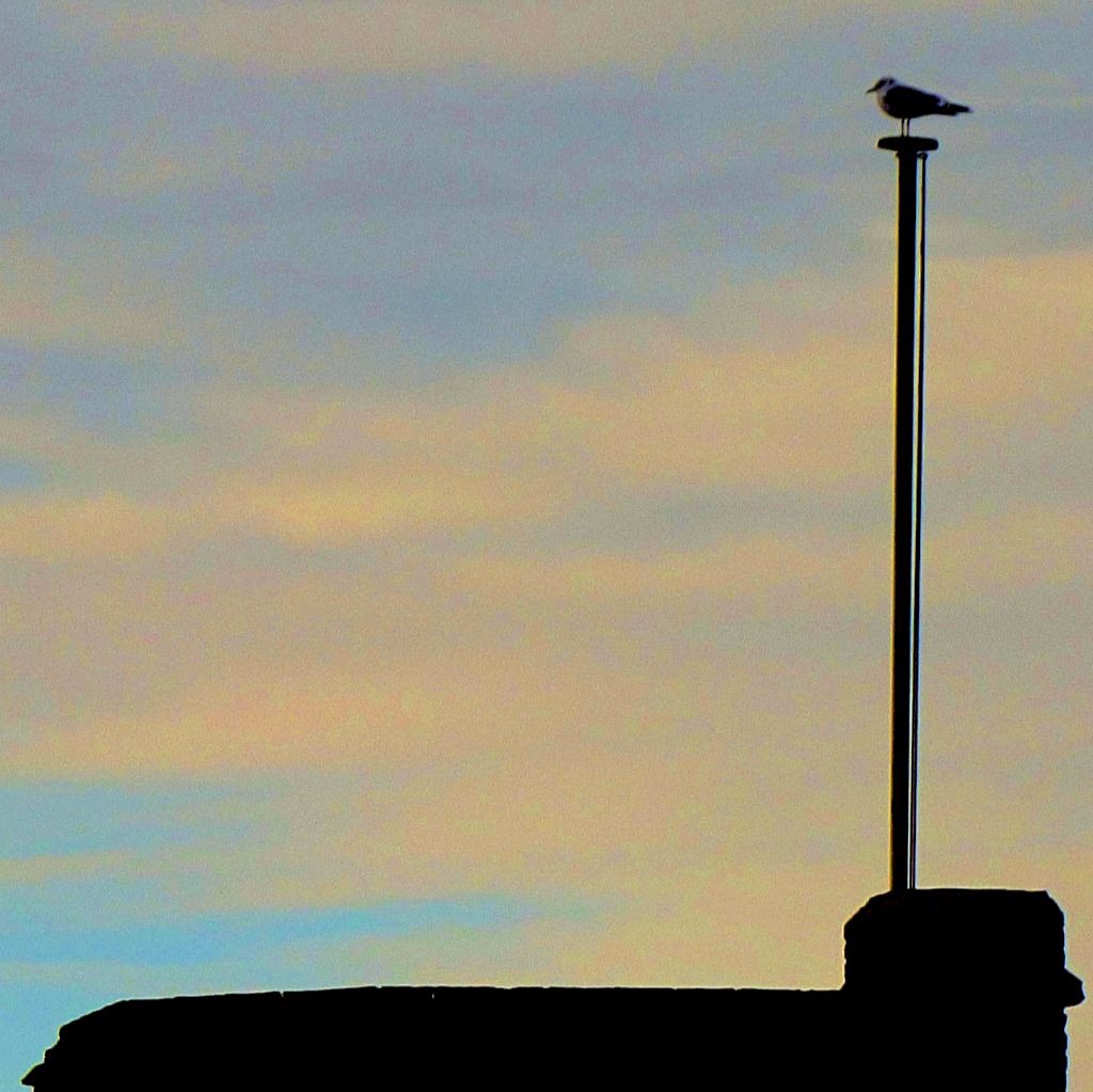 Gull on flagpole