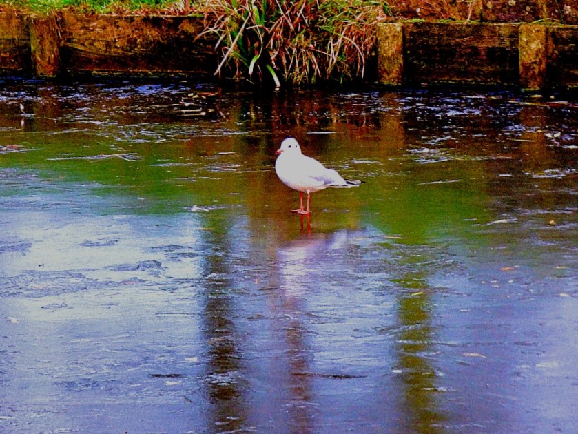 Gull walking on water