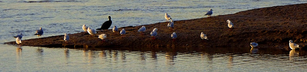 Gulls and cormorant