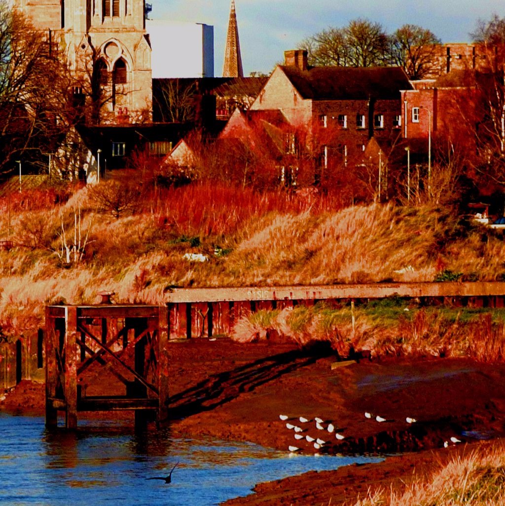 Gulls and flying cormorant