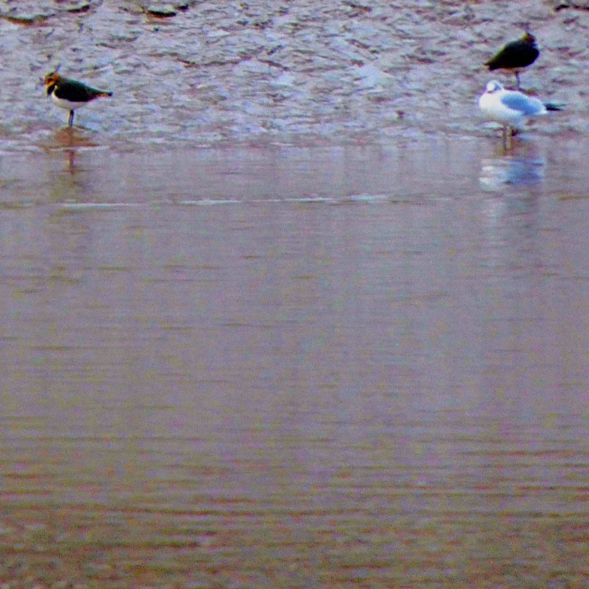 lapwings and a gull