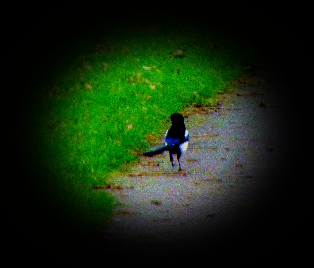 Magpie 1