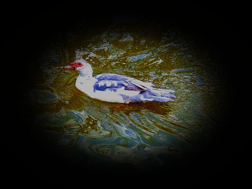 Swimming Bird II