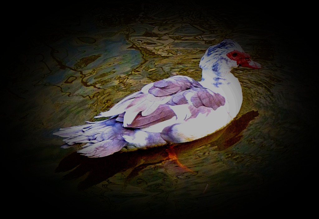 Swimming Bird III