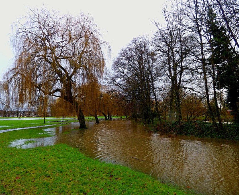 Willows in the water
