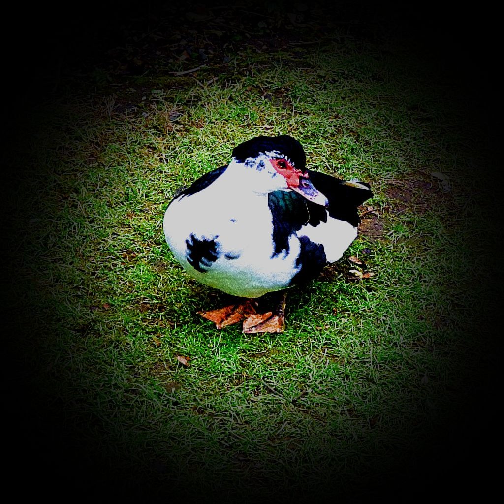 Black muscovy