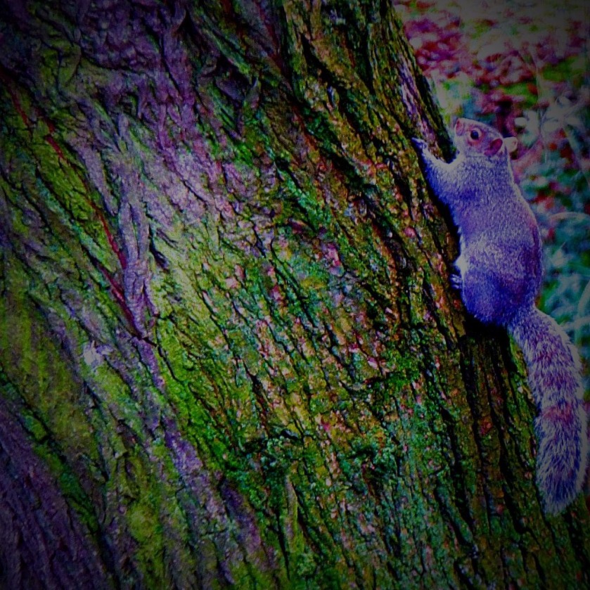 climbing squirrel