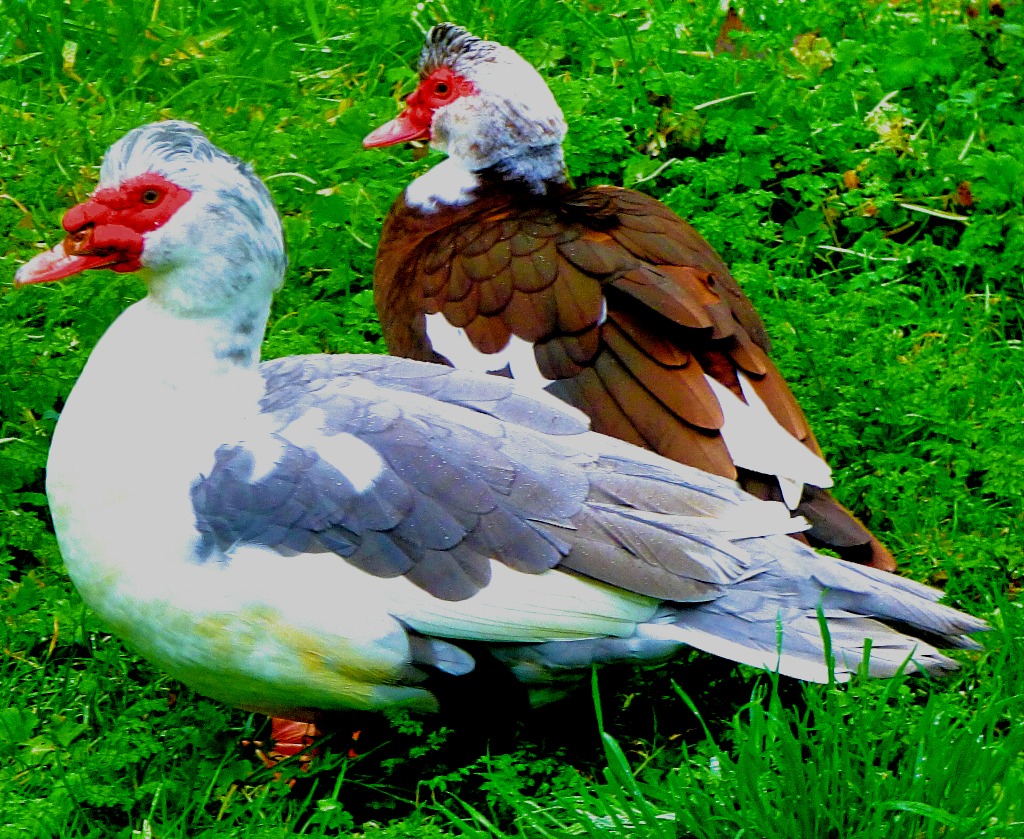 contrasting muscovies