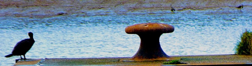 Cormorant and lapwings