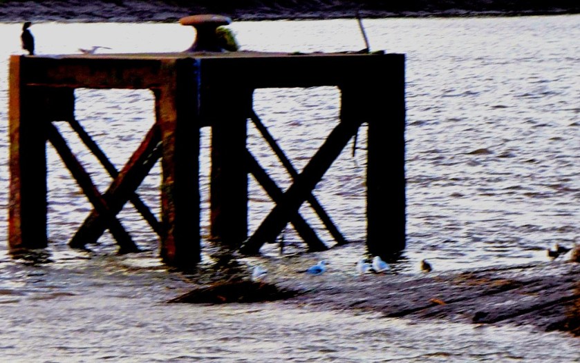 Cormorant and others