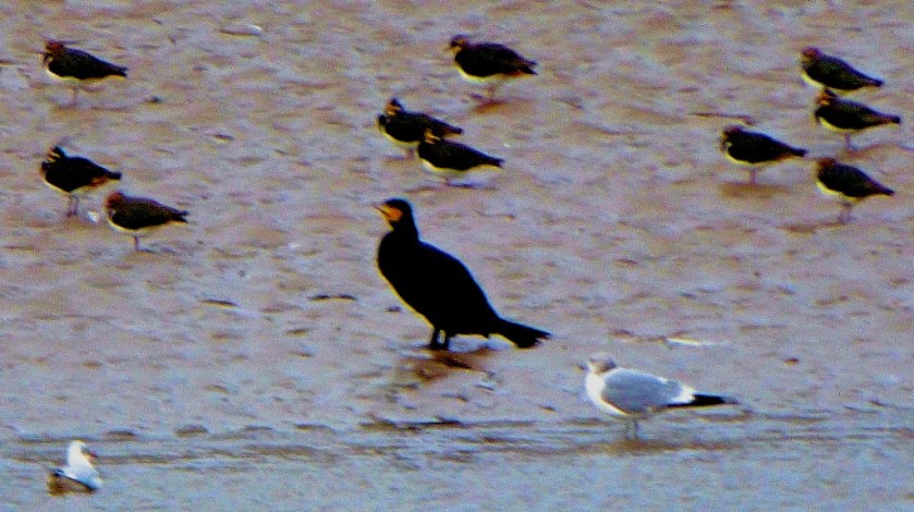 Cormorant, gulls, lapwings