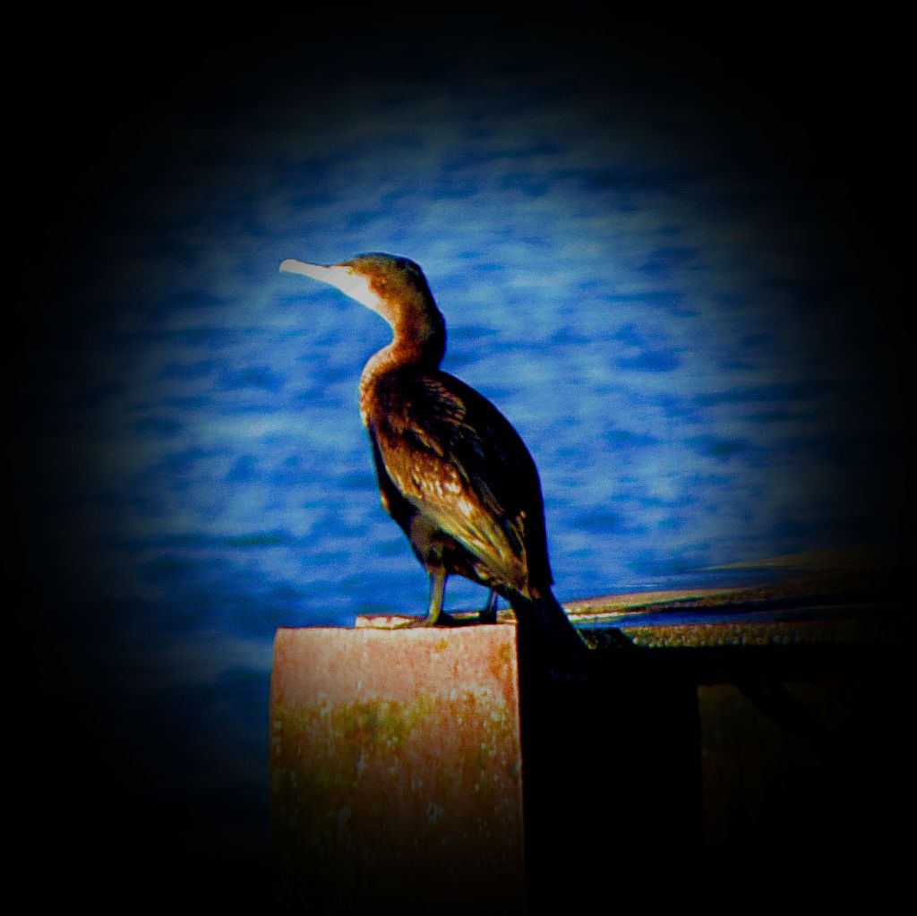 Cormorant III