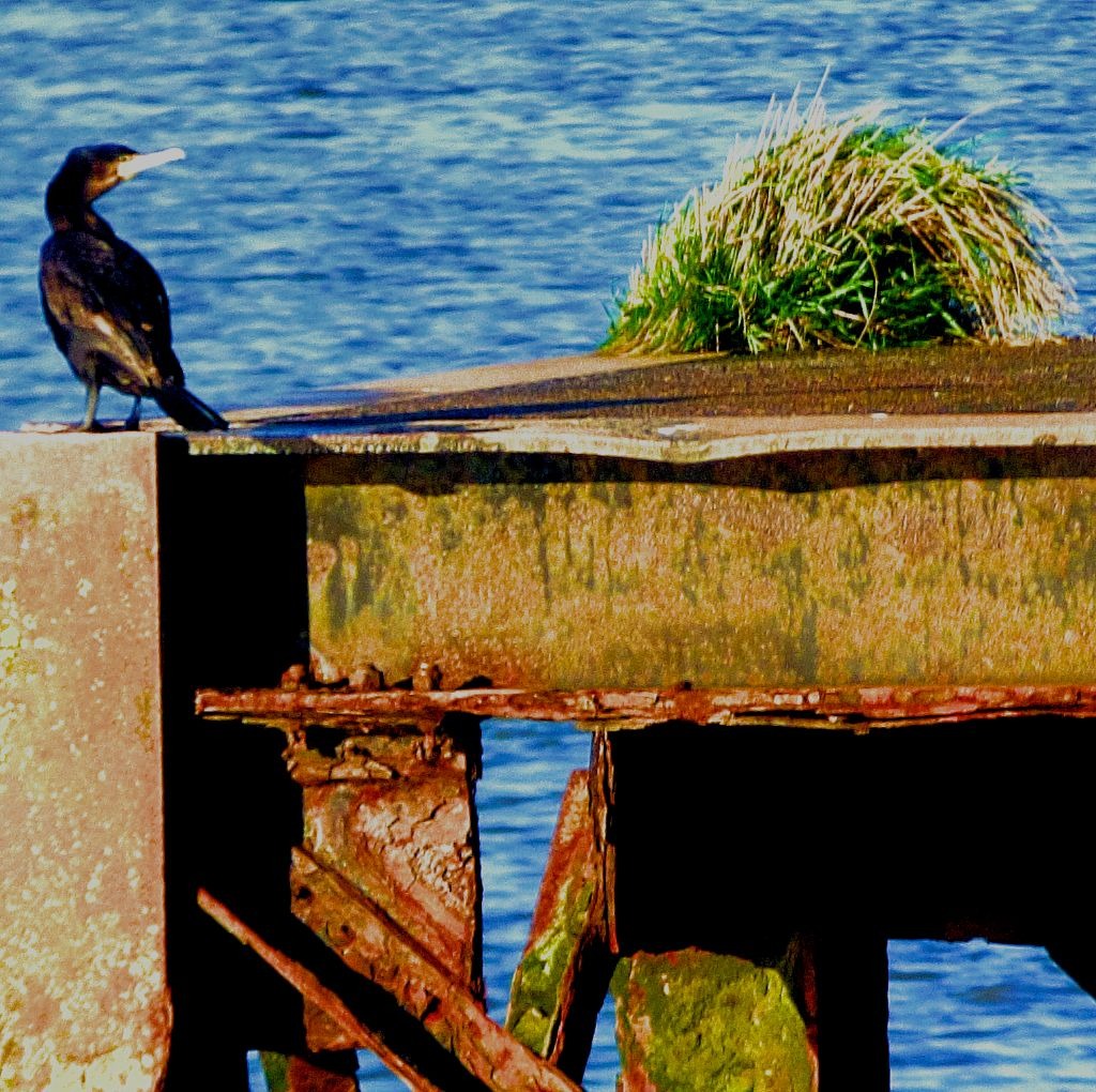 Cormorant IV