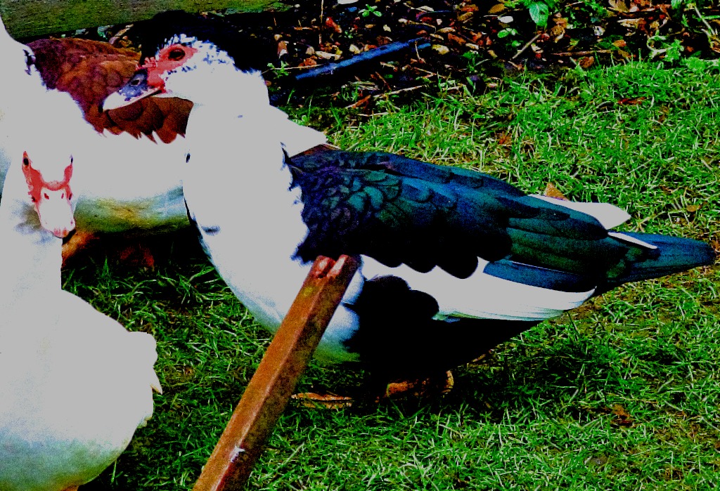 dark muscovy II