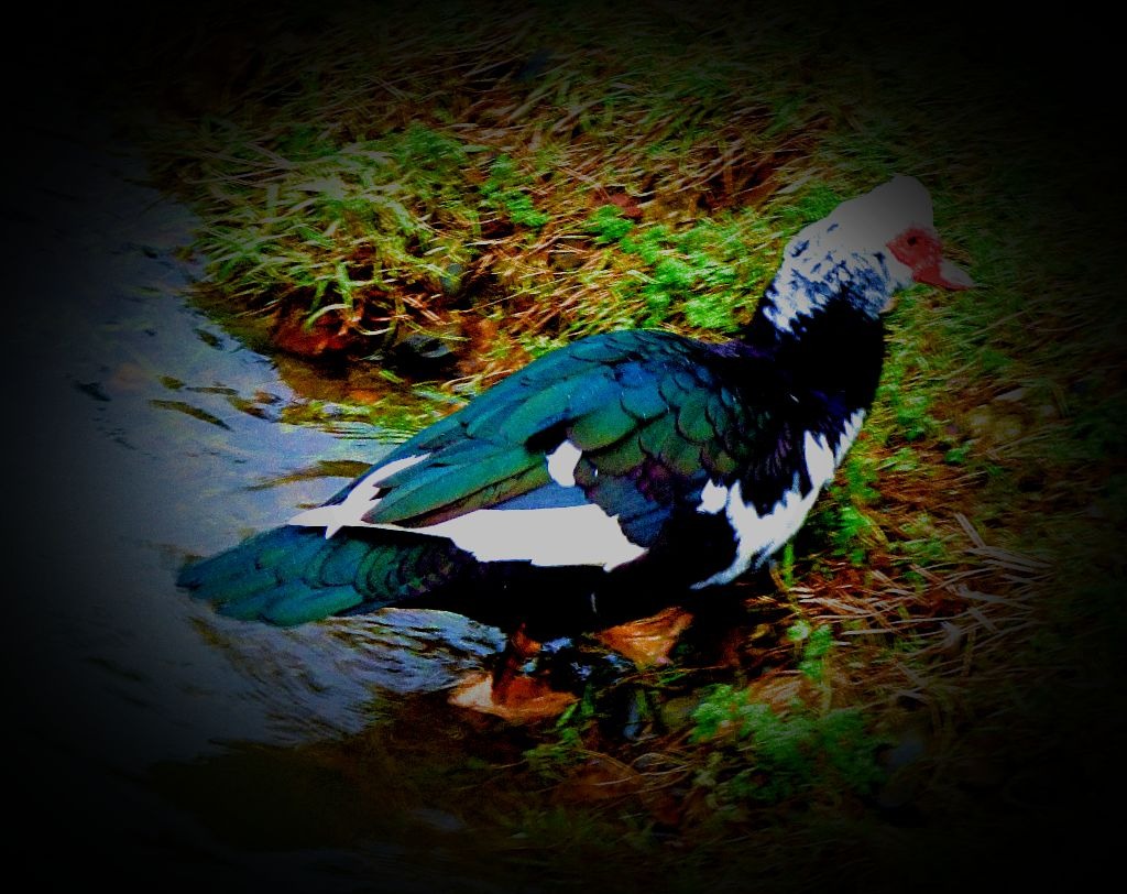 dark muscovy III