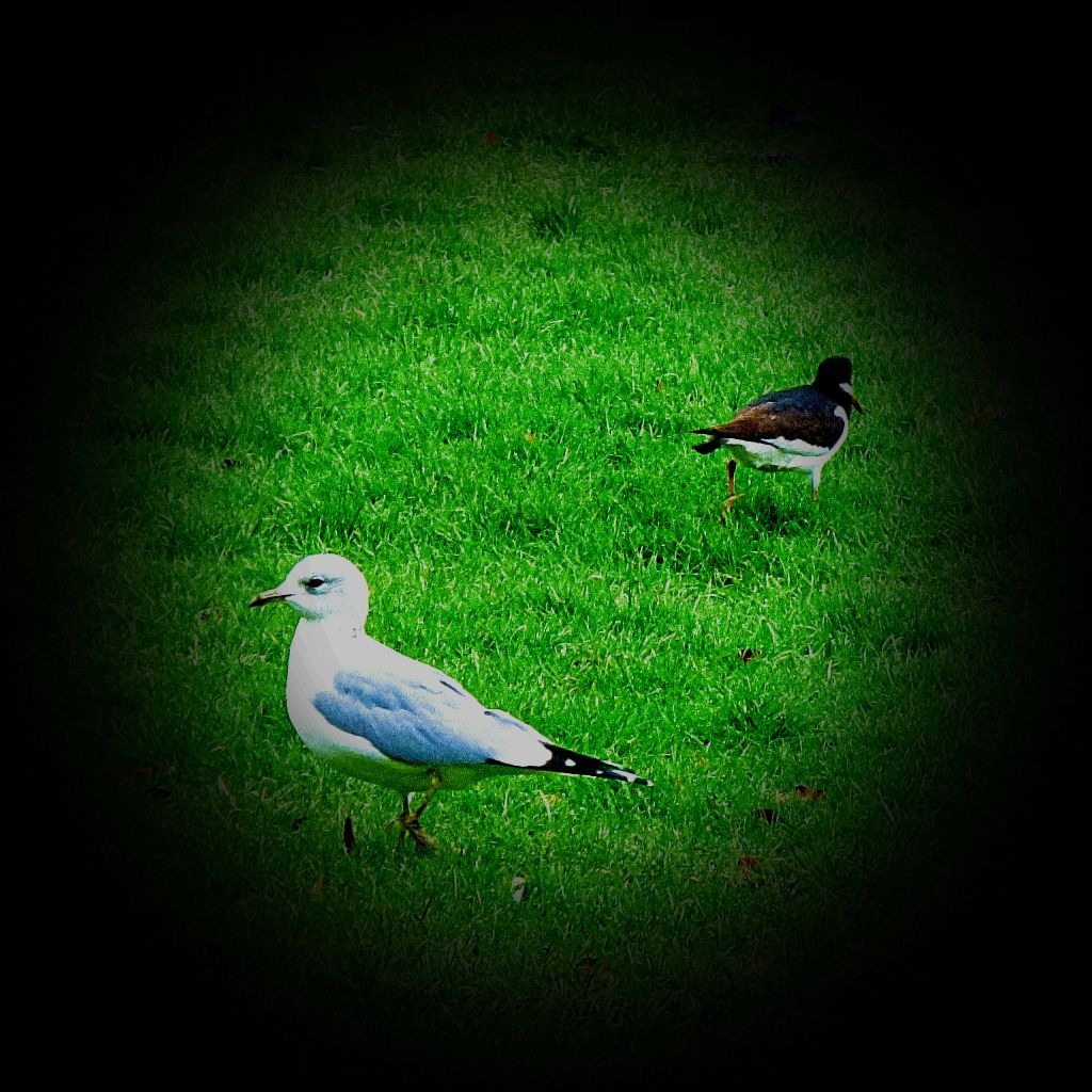 gull and oysercatcher