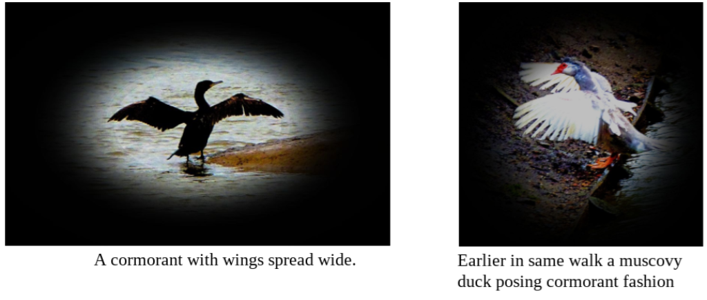 Different Bird Species – Same Pose