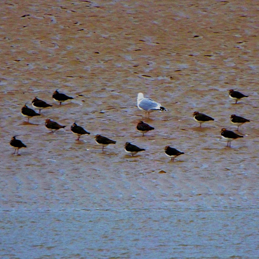 lapwings and gull