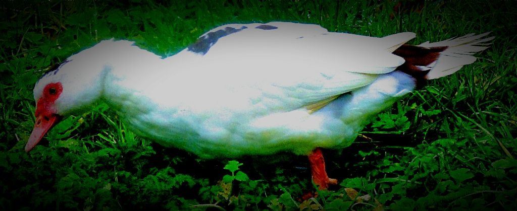 Light muscovy