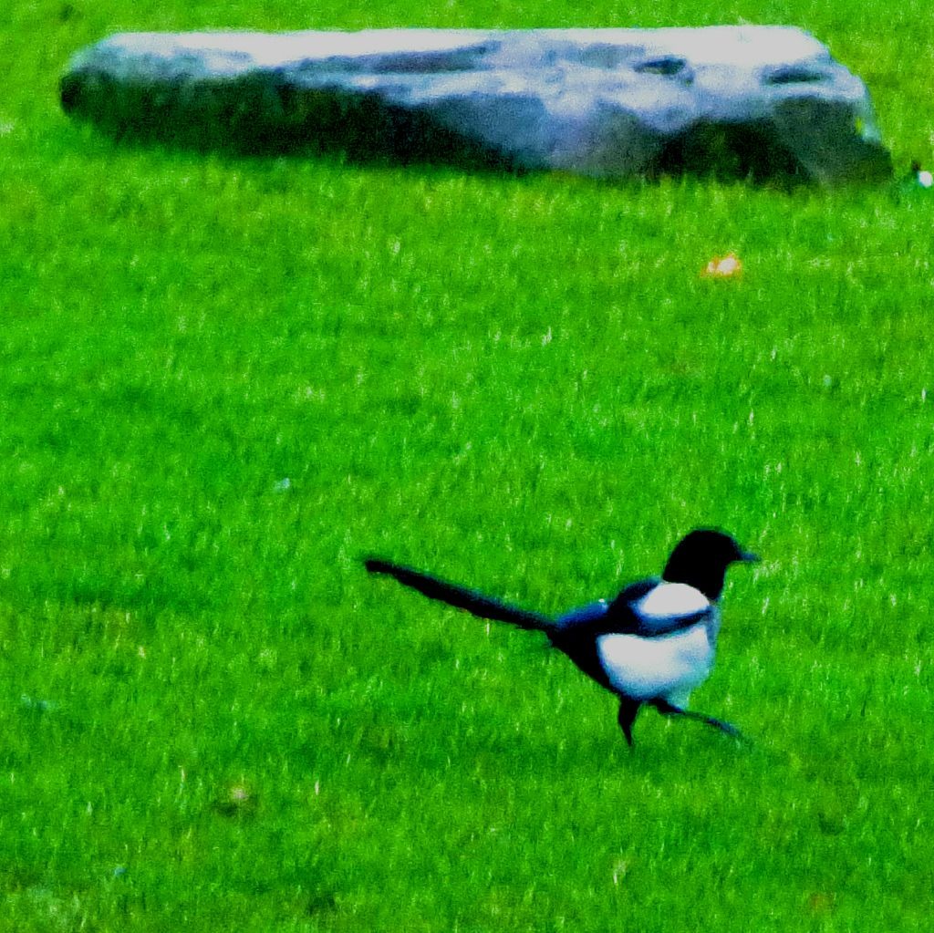 Magpie