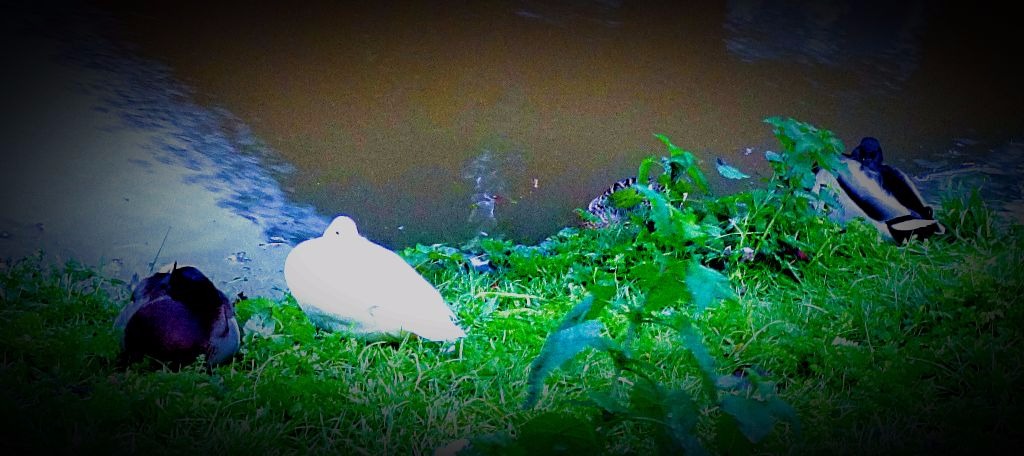 Mallard drakes and white duck
