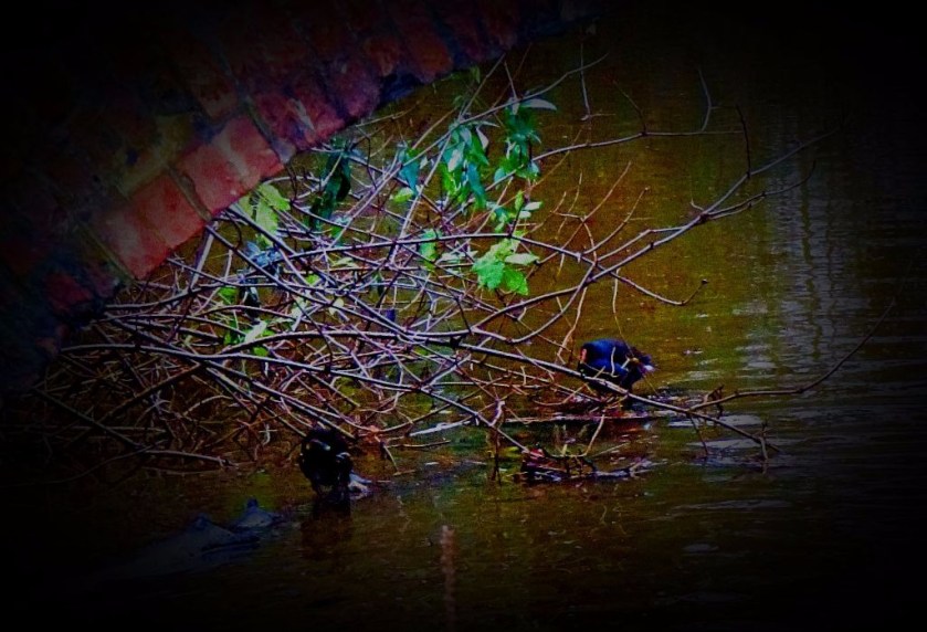 Moorhens