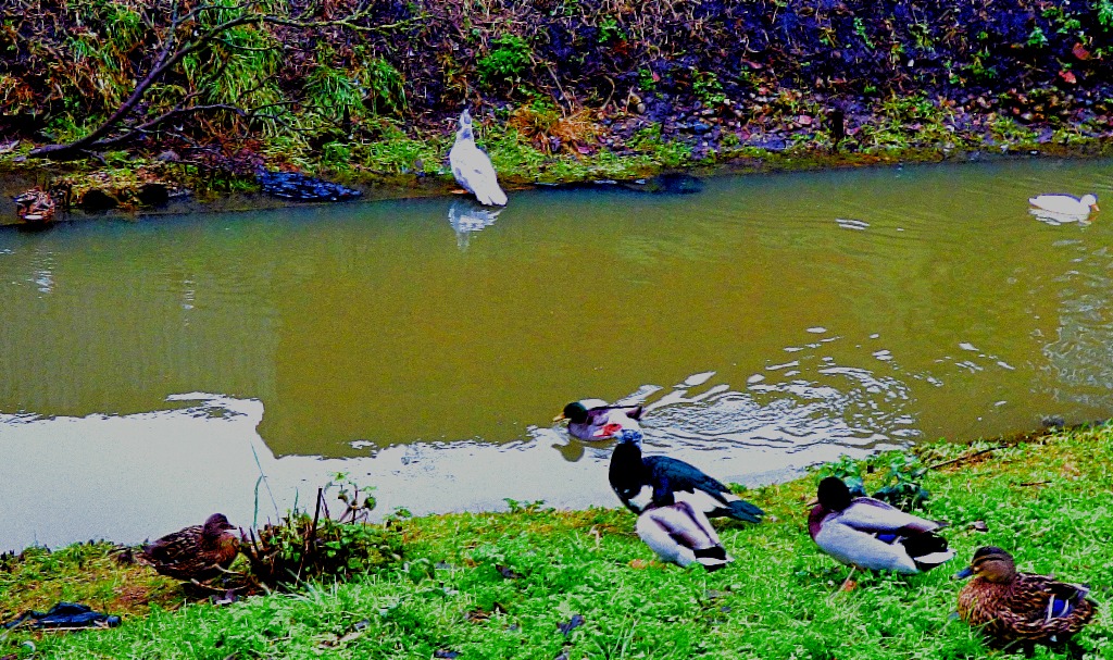 muscovies and mallards