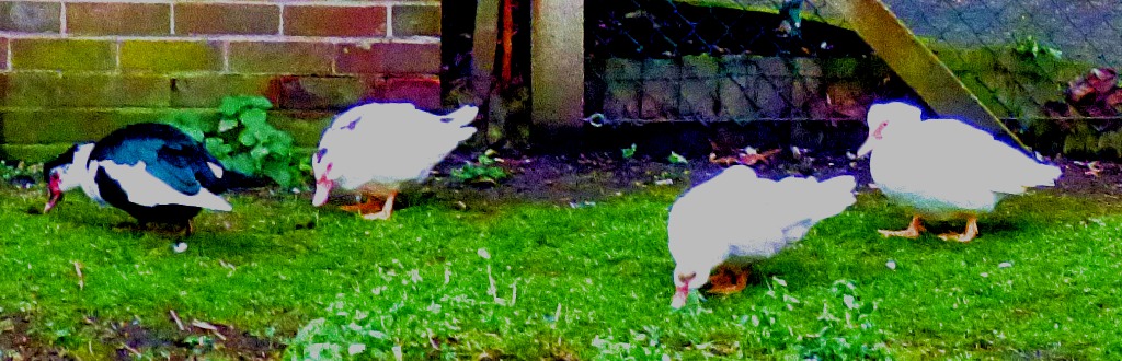 Muscovy ducks x 4