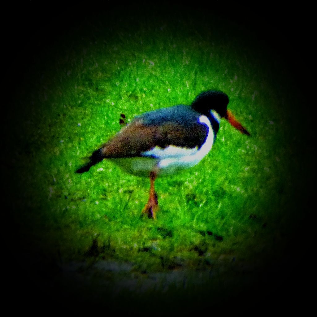 Oystercatcher I