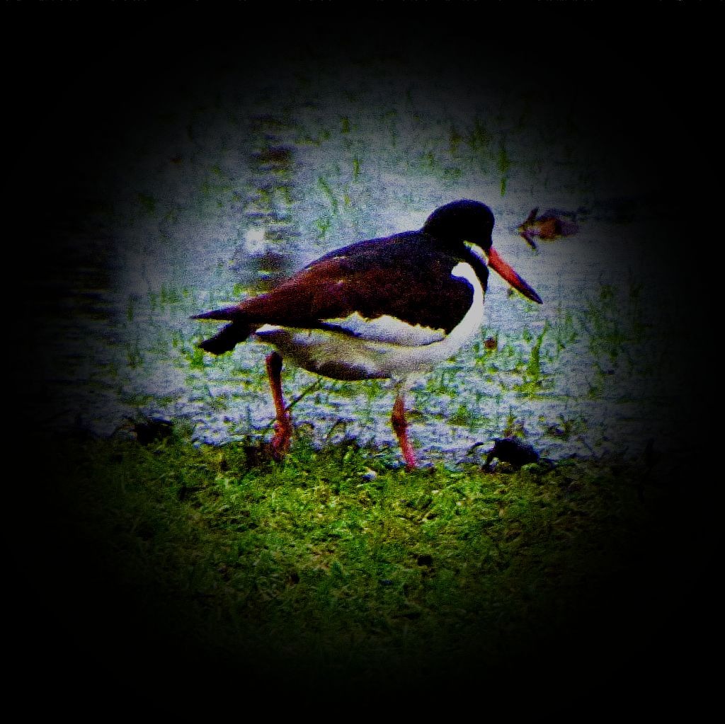 Oystercatcher - vignetted