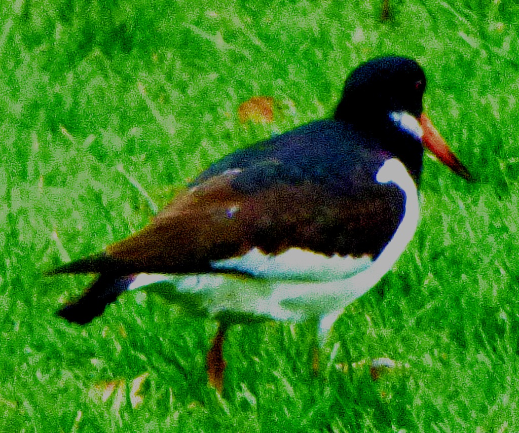 Oystercatcher