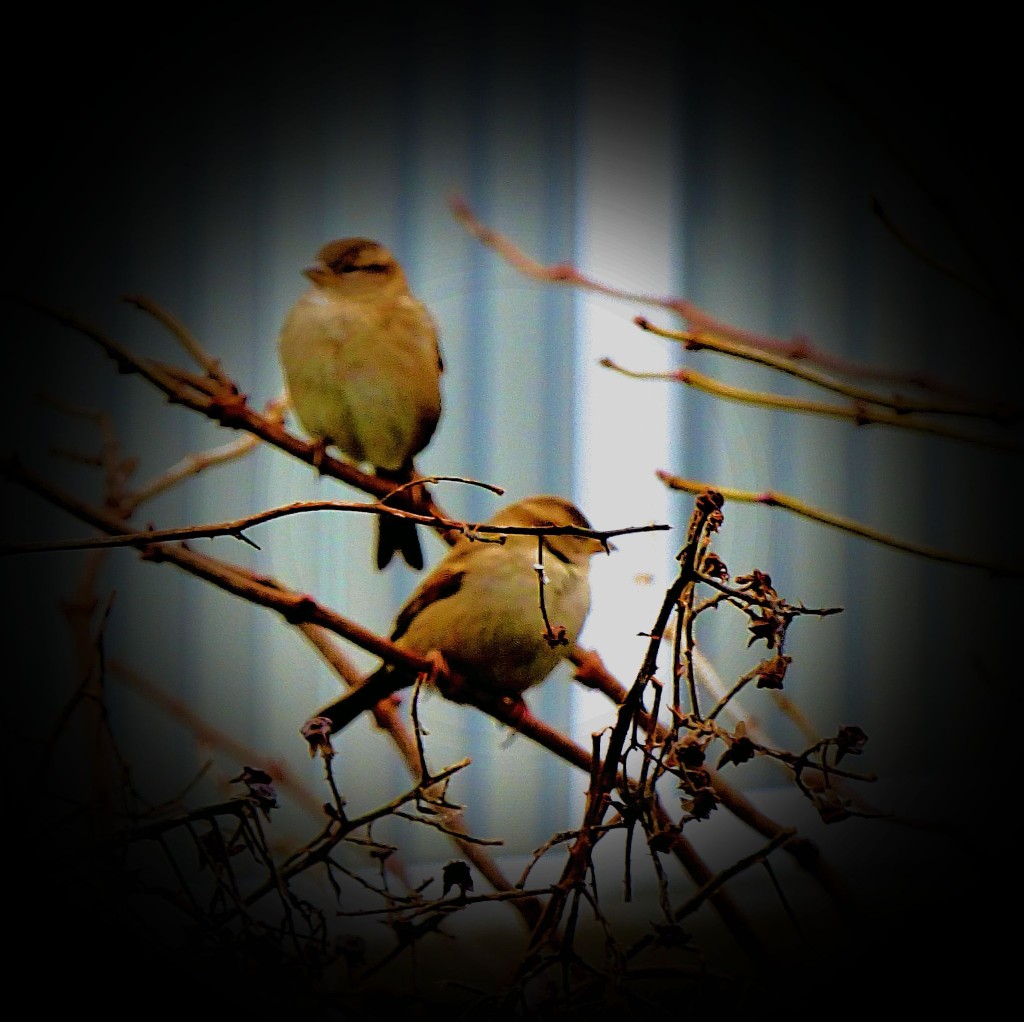 Small birds IV