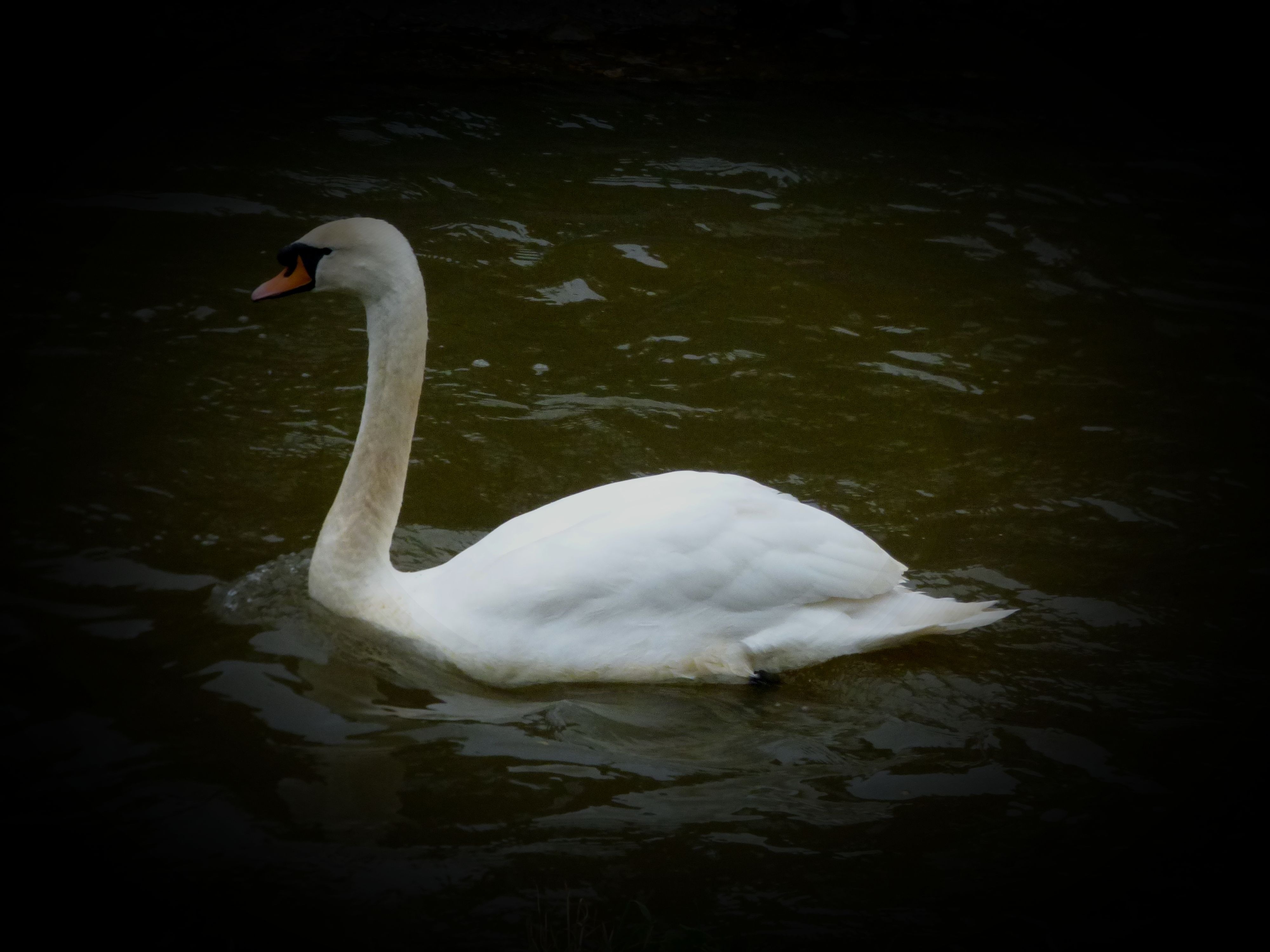 Swan 1