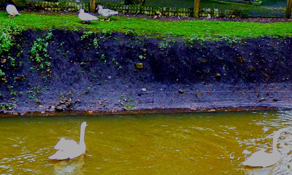 Swans and muscovies