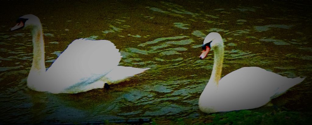 Swans II