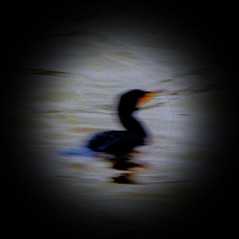 swimming cormorant II