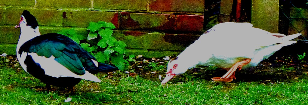 two muscovy ducks