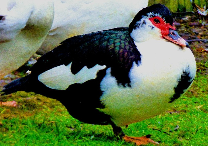 Black muscovy