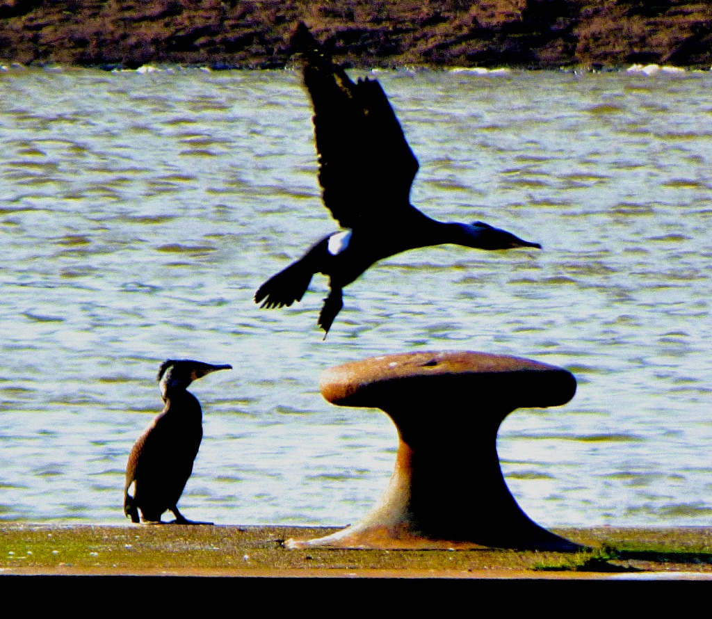 Cormorants