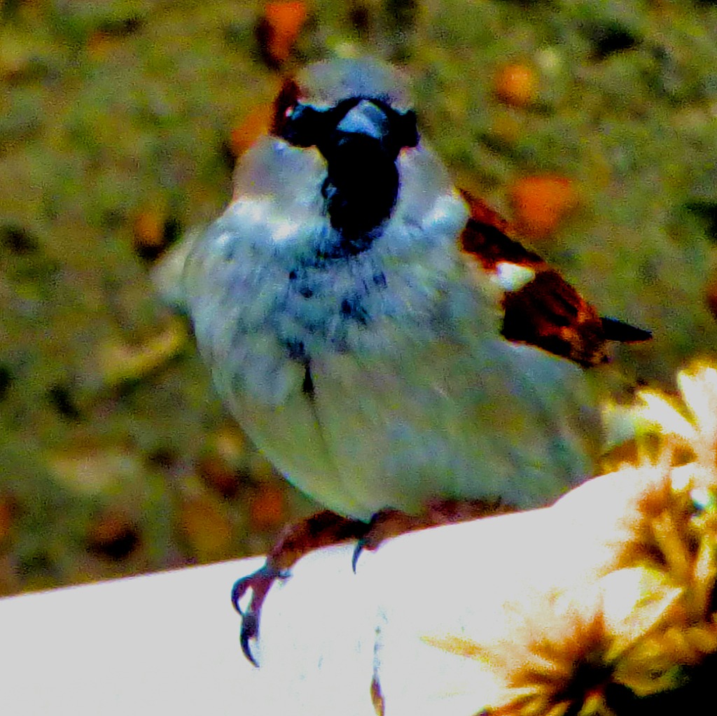 House Sparrow II