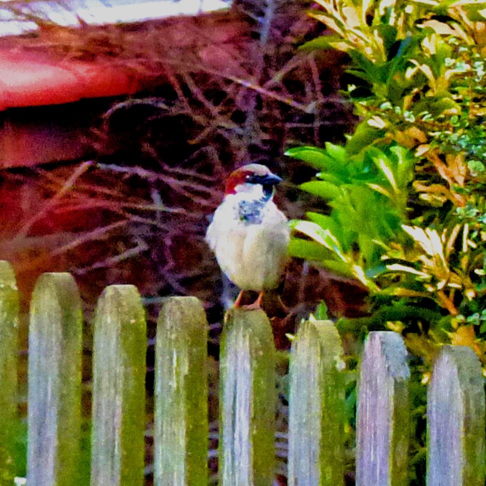 House Sparrow