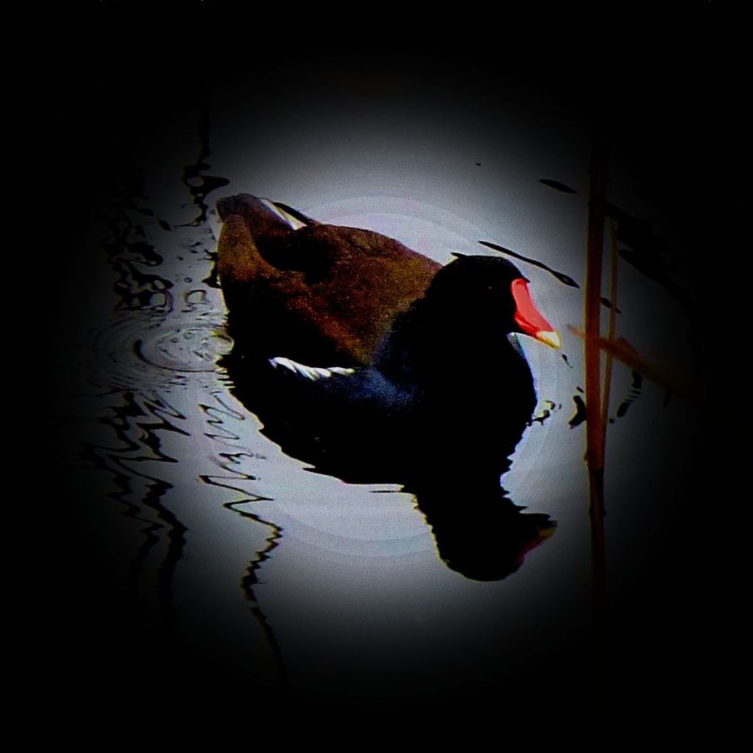 Moorhen CLXI