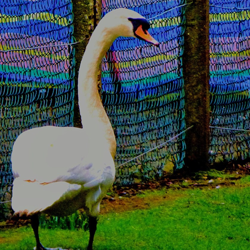 Mute Swan CIII