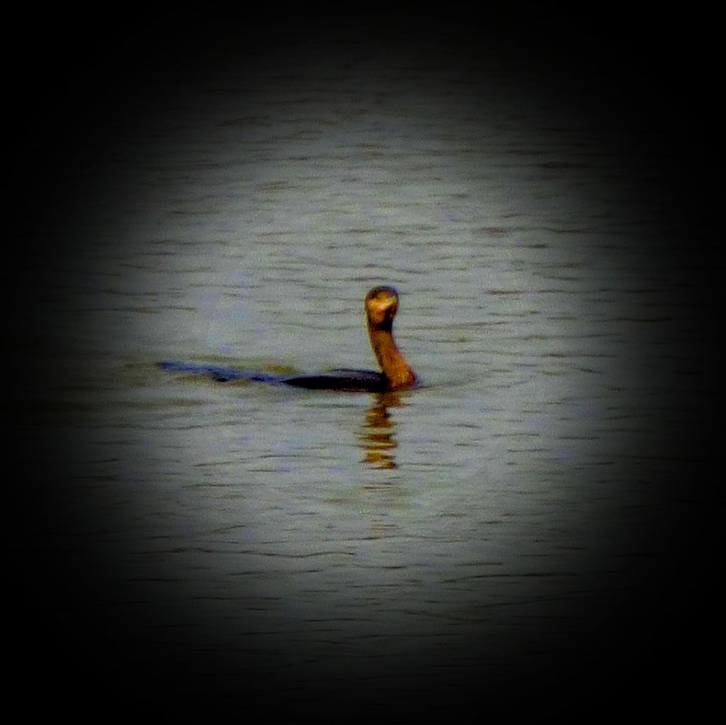 Swimming Cormorant X